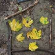 naturspielwald_waldschule_herbst_blätter